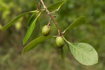 Elaeodendron schlechterianum