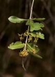 Elaeodendron transvaalense