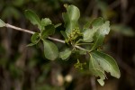 Elaeodendron transvaalense