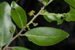 Mystroxylon aethiopicum subsp. schlechteri