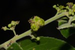 Mystroxylon aethiopicum subsp. schlechteri