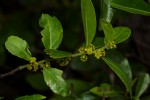 Mystroxylon aethiopicum subsp. schlechteri