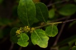 Mystroxylon aethiopicum subsp. schlechteri