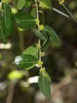 Mystroxylon aethiopicum subsp. schlechteri