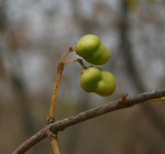 Pleurostylia africana