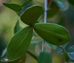 Hippocratea africana var. richardiana