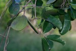 Hippocratea africana var. richardiana