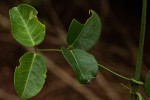 Hippocratea africana var. richardiana