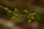 Hippocratea africana var. richardiana