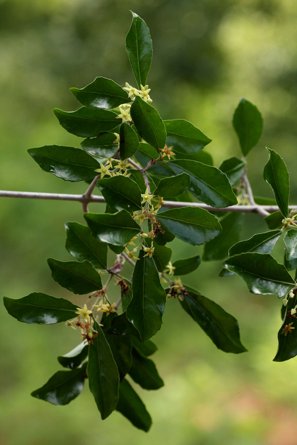 Hippocratea crenata