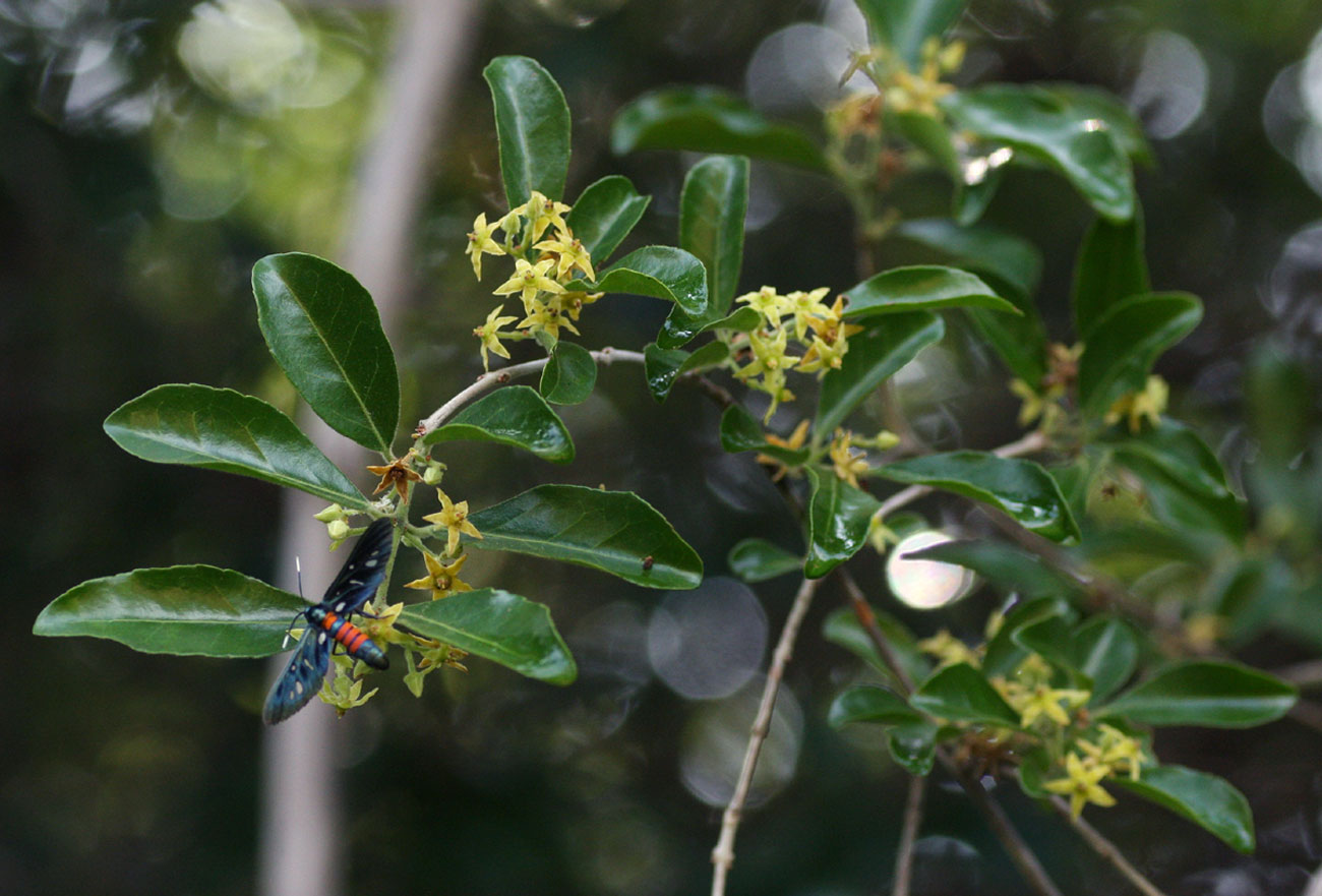 Hippocratea crenata