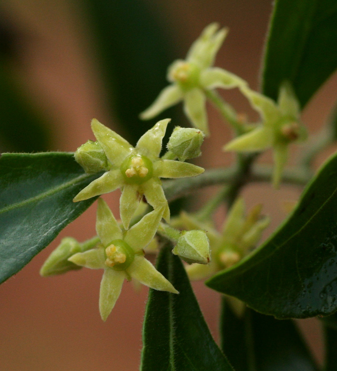 Hippocratea crenata