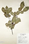 Hippocratea indica