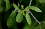 Hippocratea parviflora