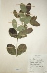 Hippocratea parviflora