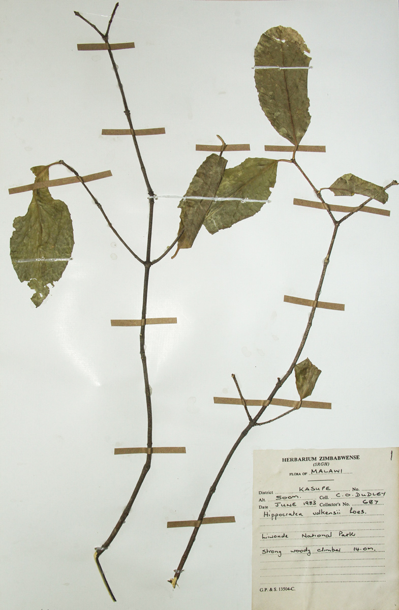 Hippocratea volkensii