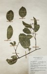 Hippocratea volkensii