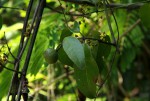 Salacia leptoclada