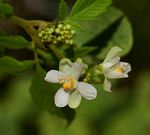 Cardiospermum grandiflorum