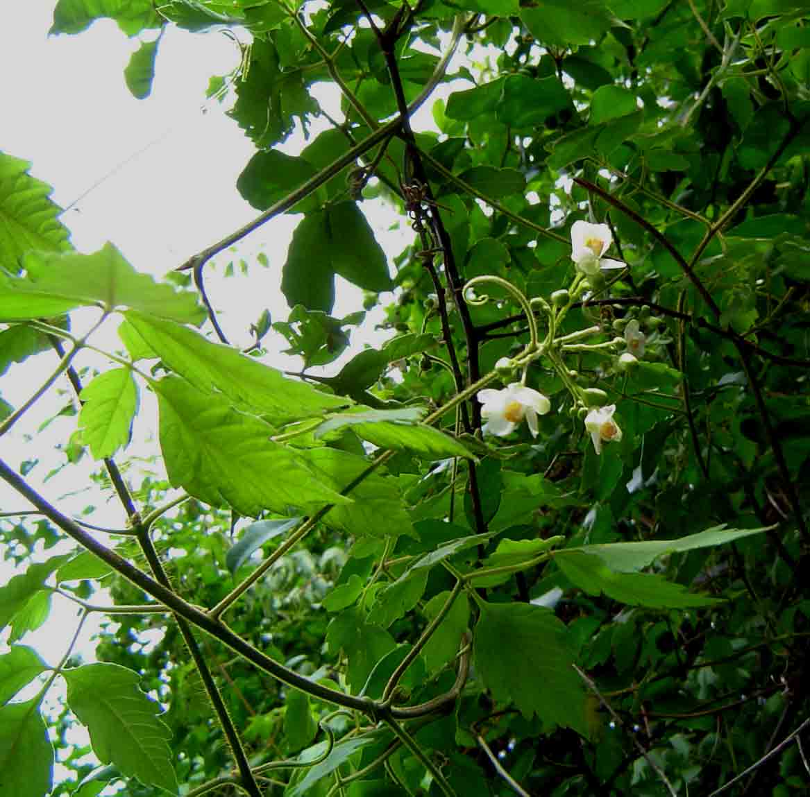 Cardiospermum grandiflorum