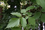 Cardiospermum grandiflorum