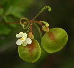 Cardiospermum halicacabum var. microcarpum