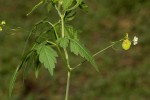 Cardiospermum halicacabum var. microcarpum