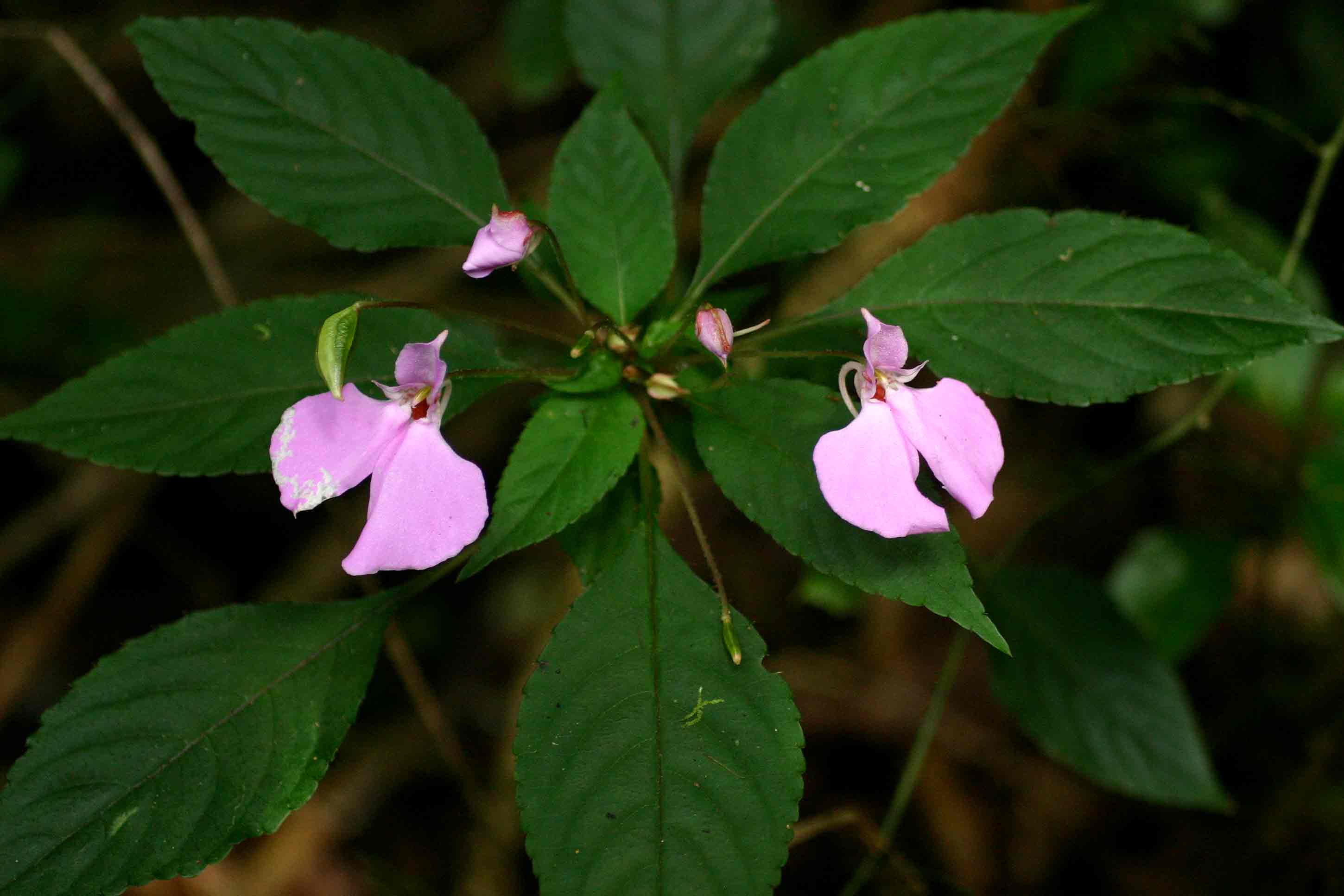 Impatiens cecilii subsp. cecilii