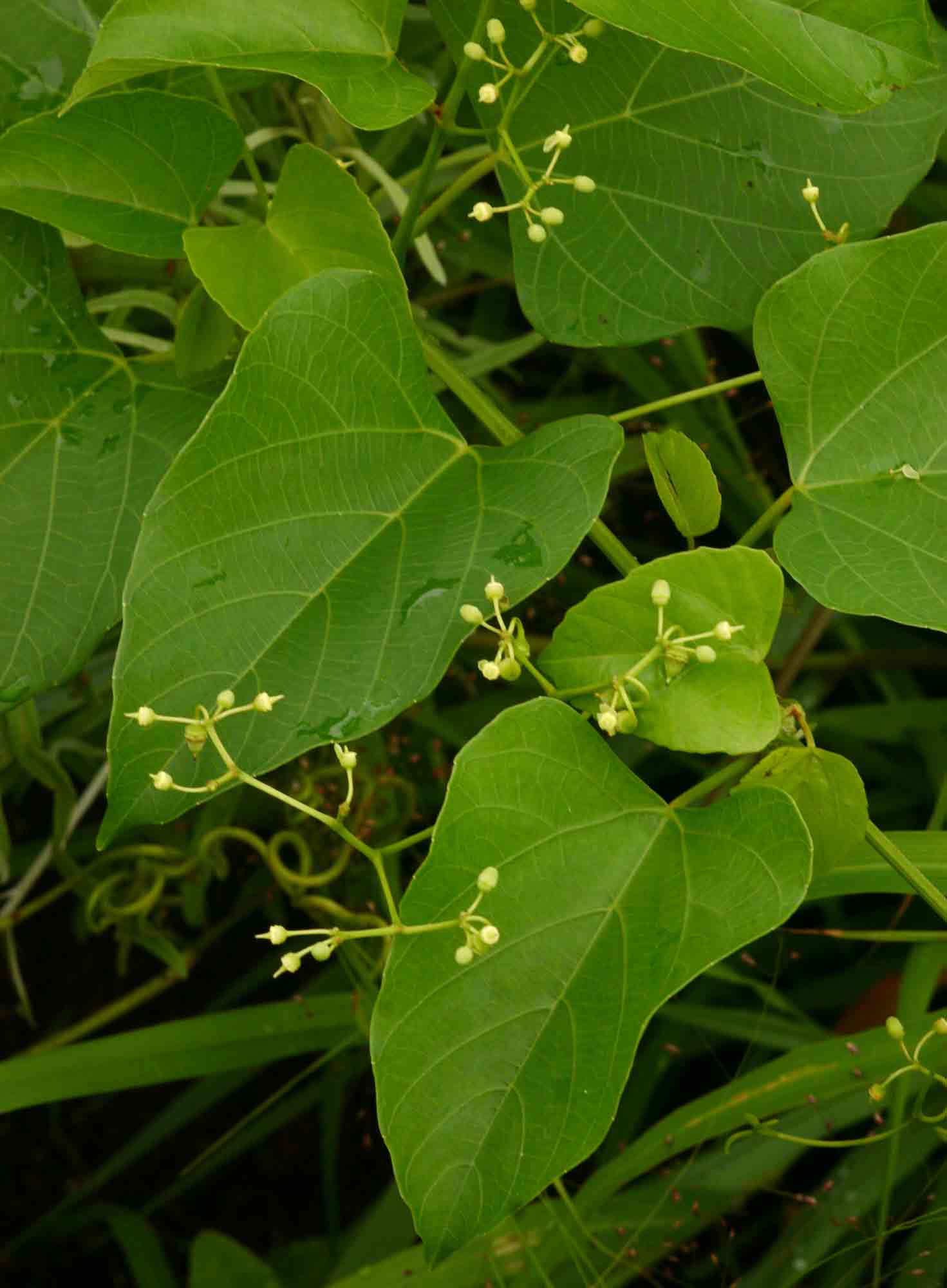 Cissus integrifolia