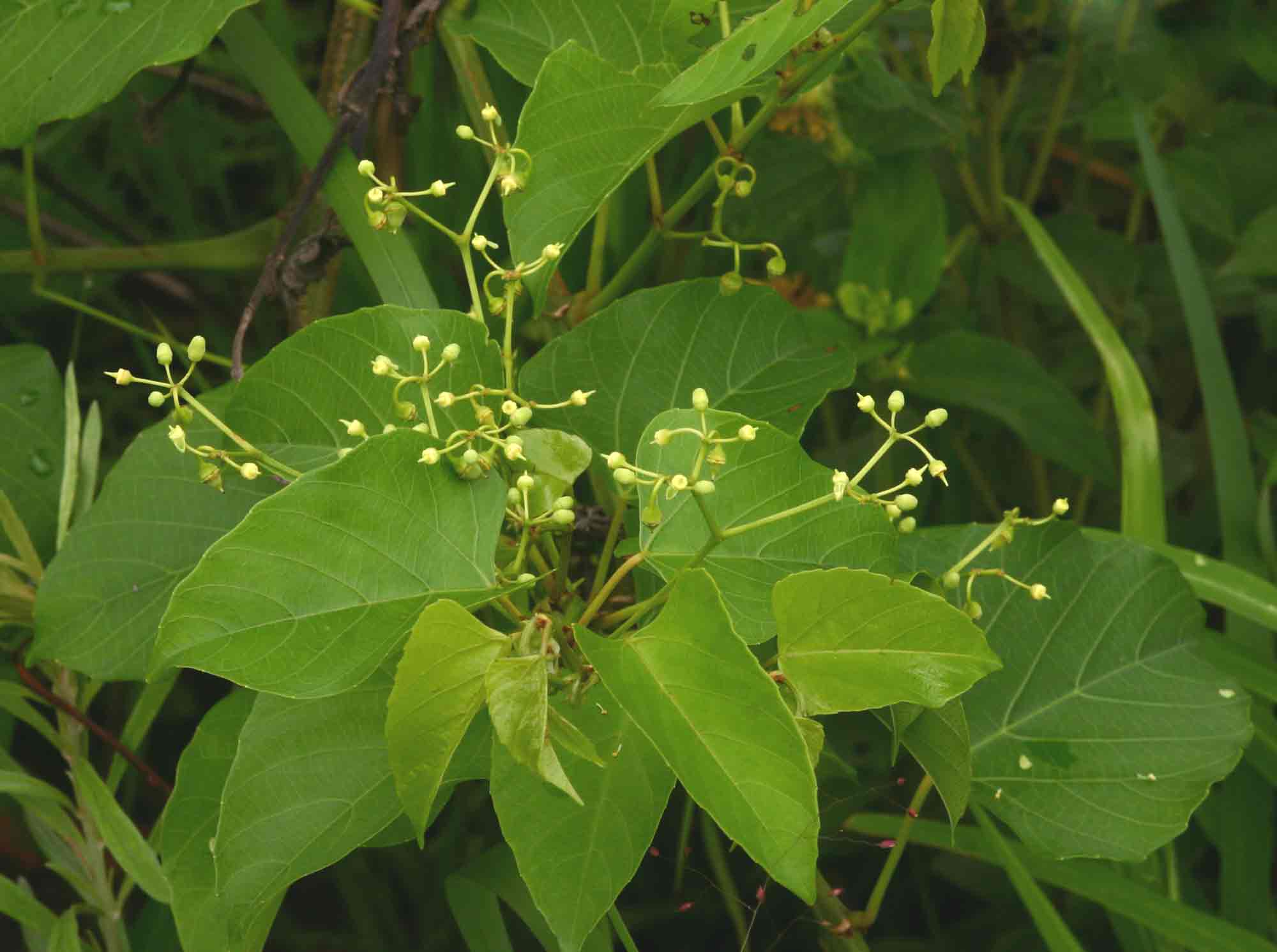 Cissus integrifolia