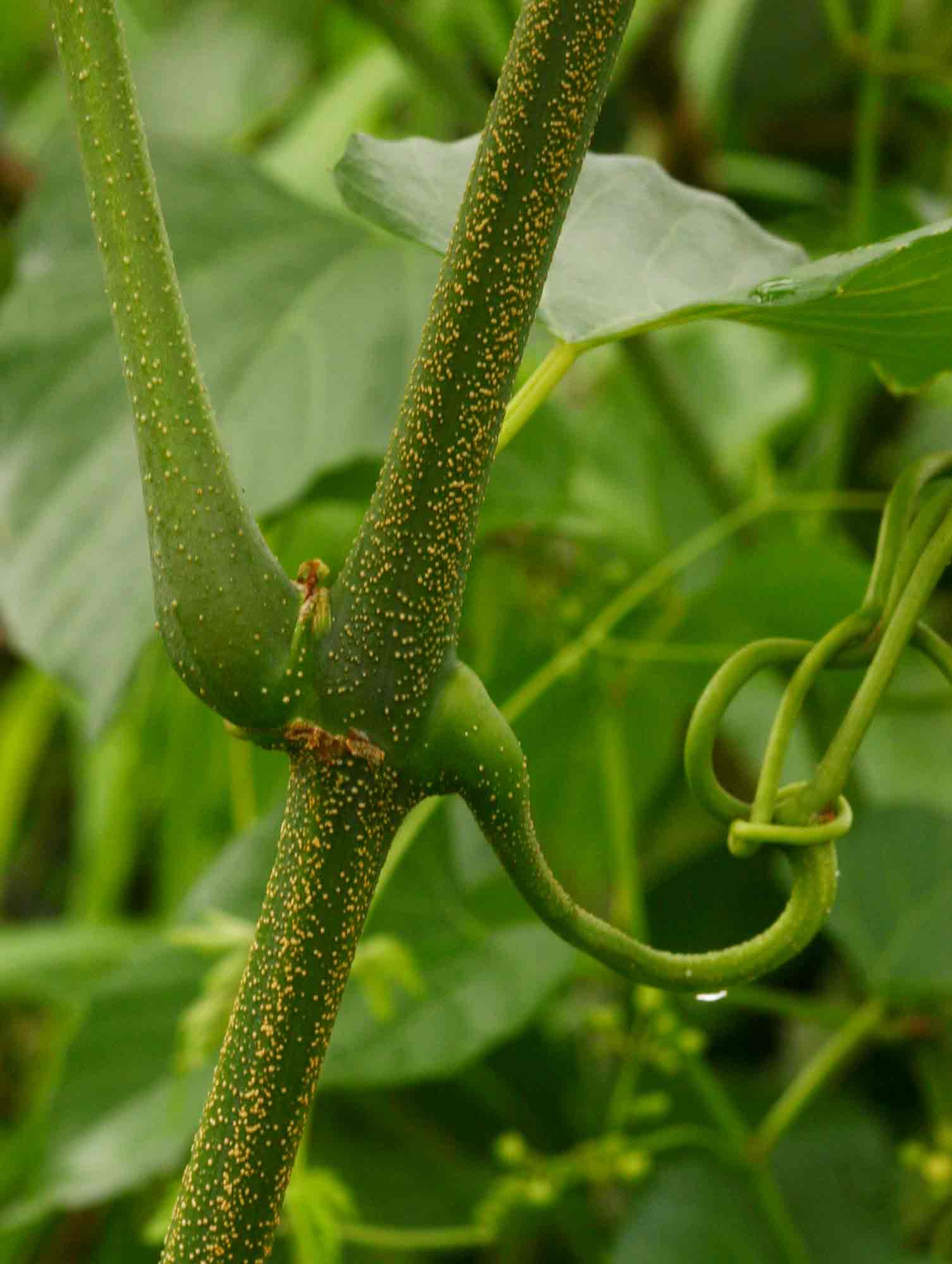 Cissus integrifolia