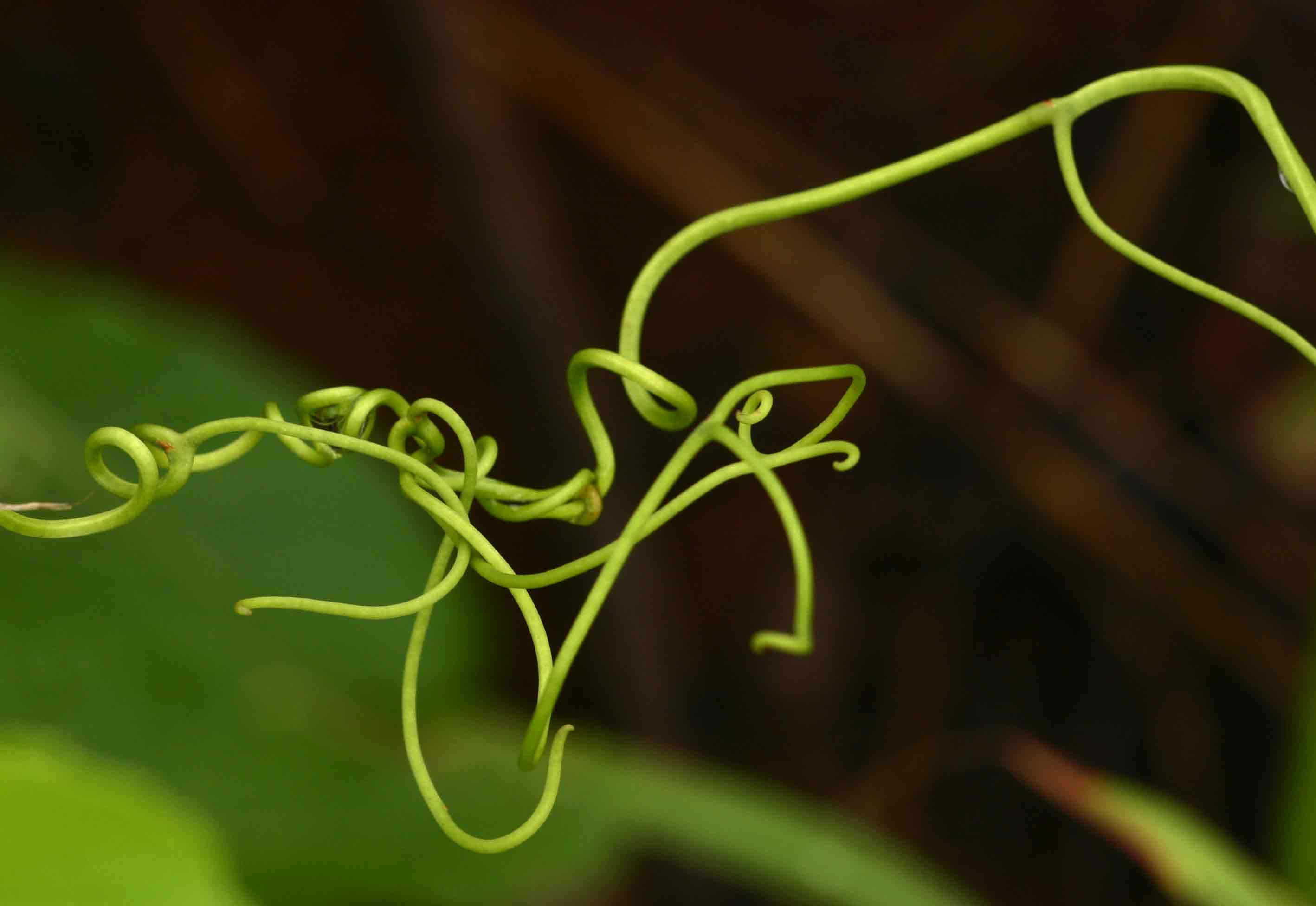 Cissus integrifolia