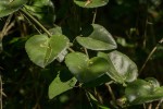 Cissus rotundifolia