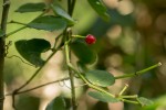 Cissus rotundifolia