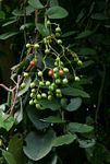 Cissus rotundifolia