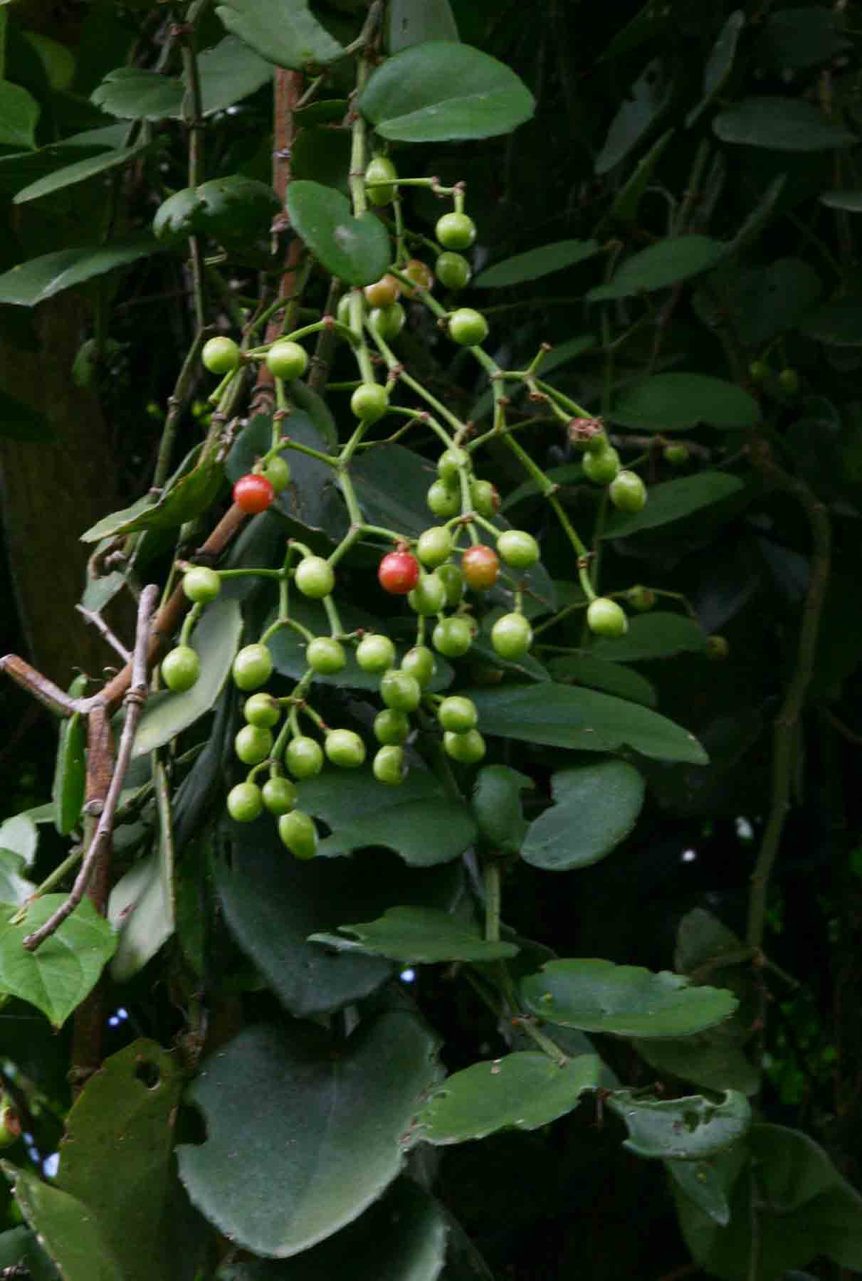 Cissus rotundifolia