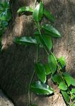 Cissus rotundifolia