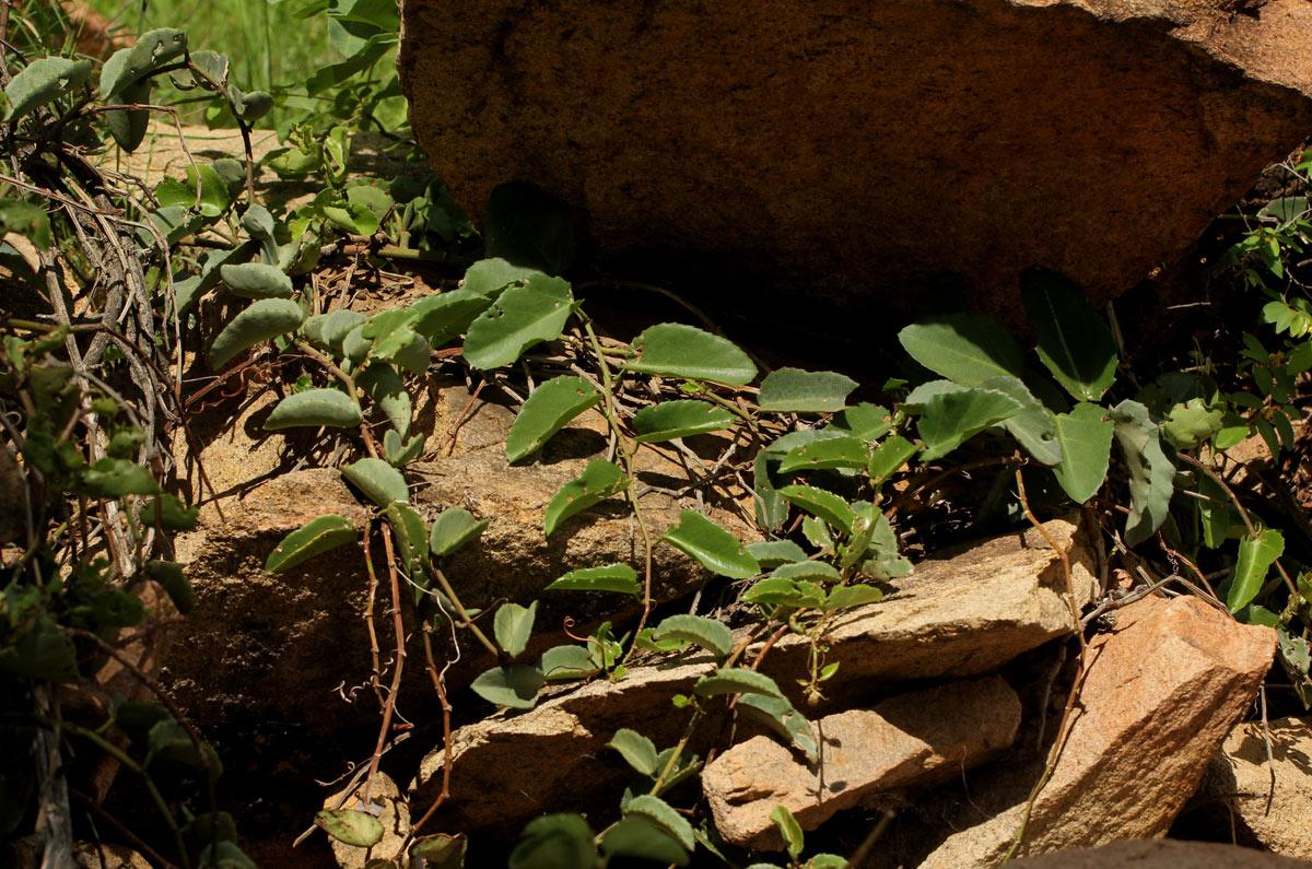 Cissus rotundifolia