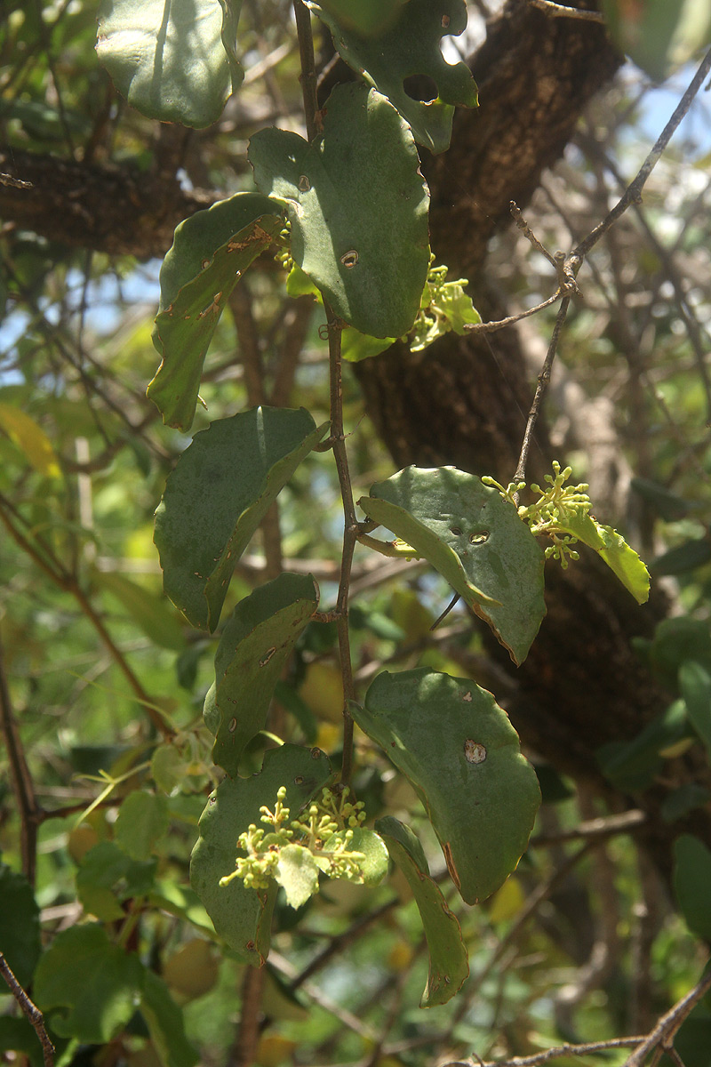 Cissus rotundifolia