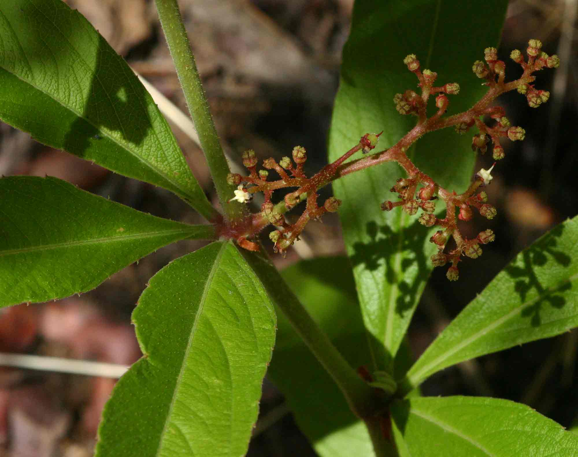 Cyphostemma crotalarioides