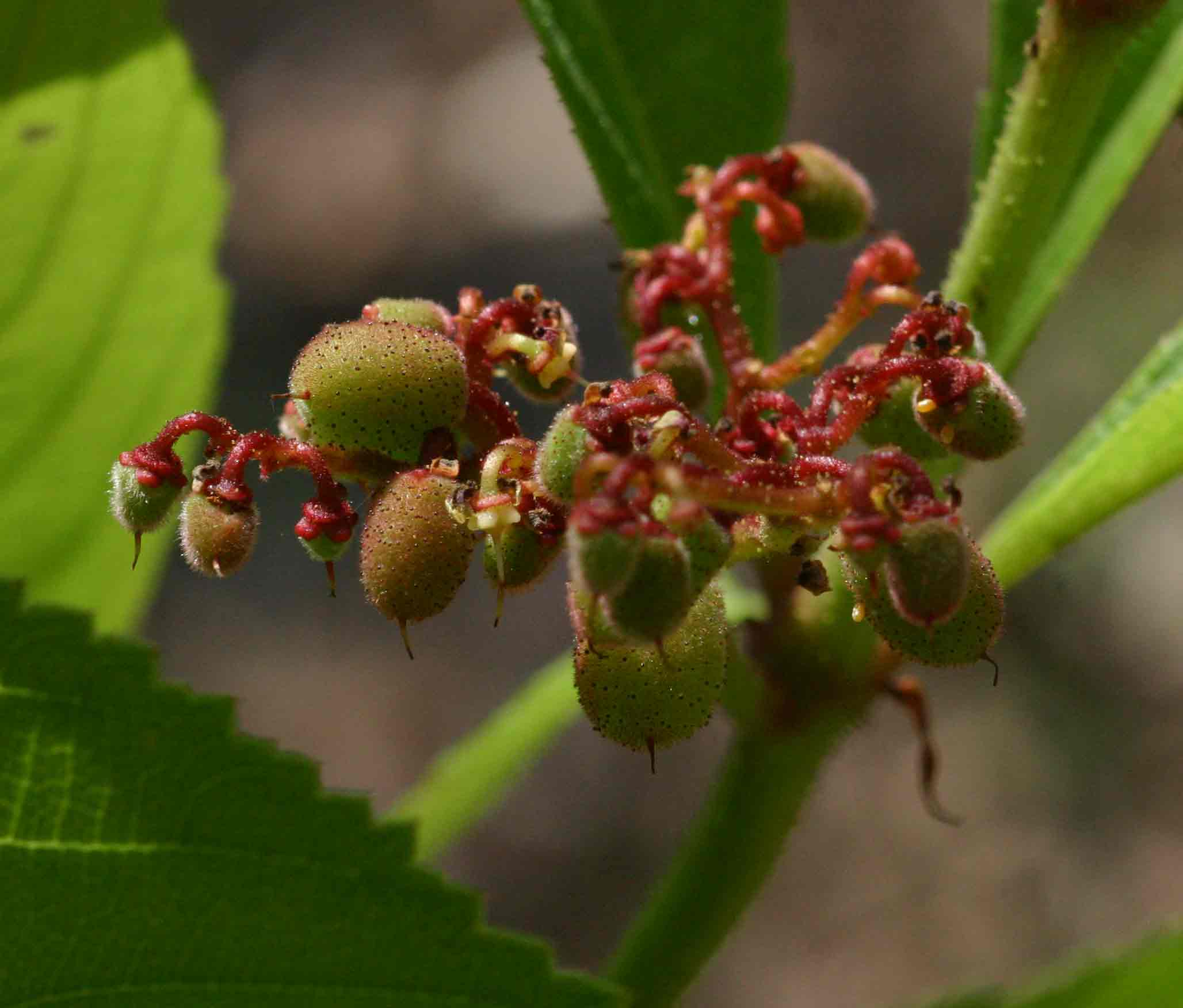 Cyphostemma crotalarioides