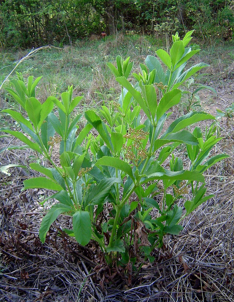 Cyphostemma crotalarioides