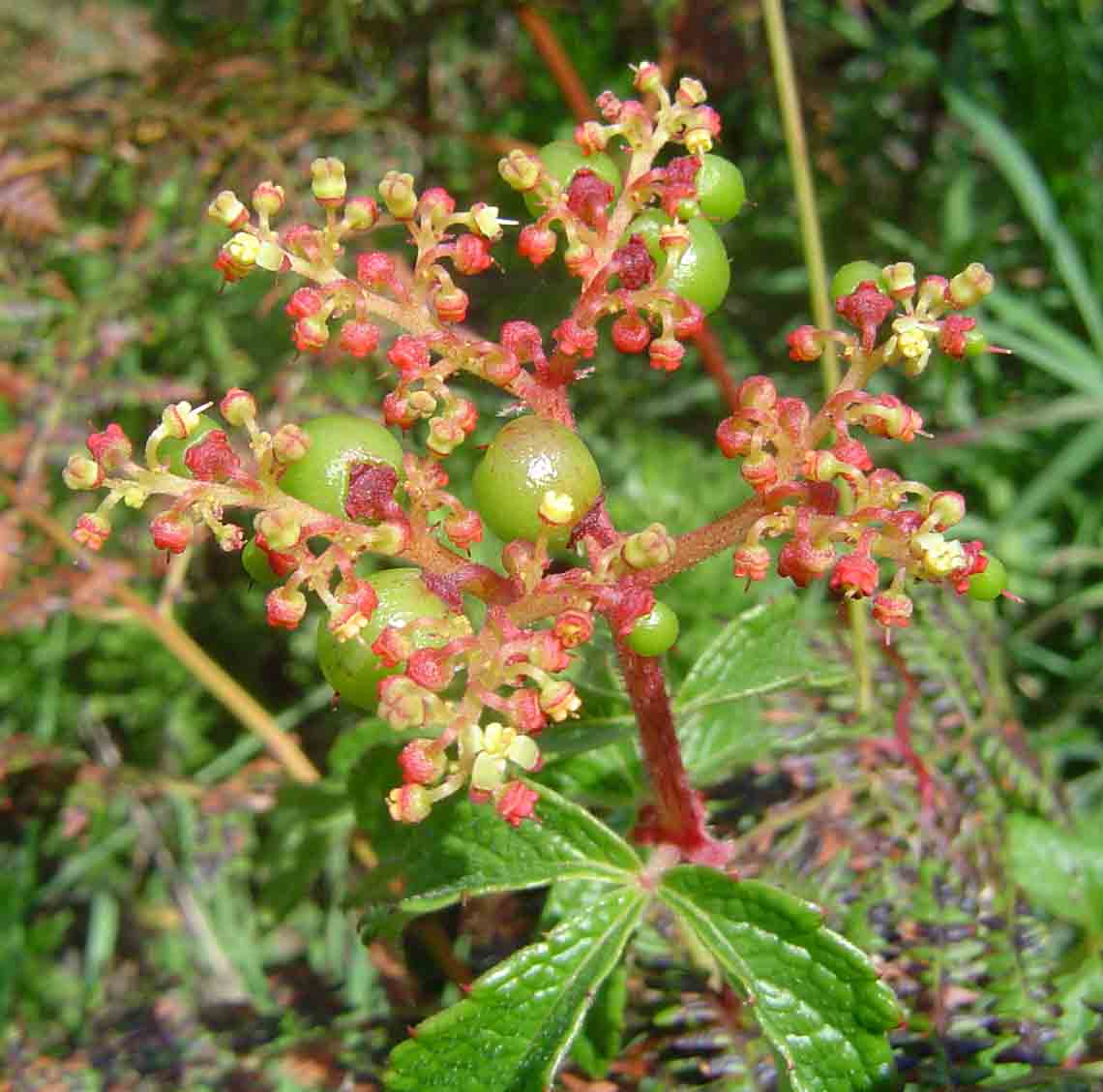 Cyphostemma montanum