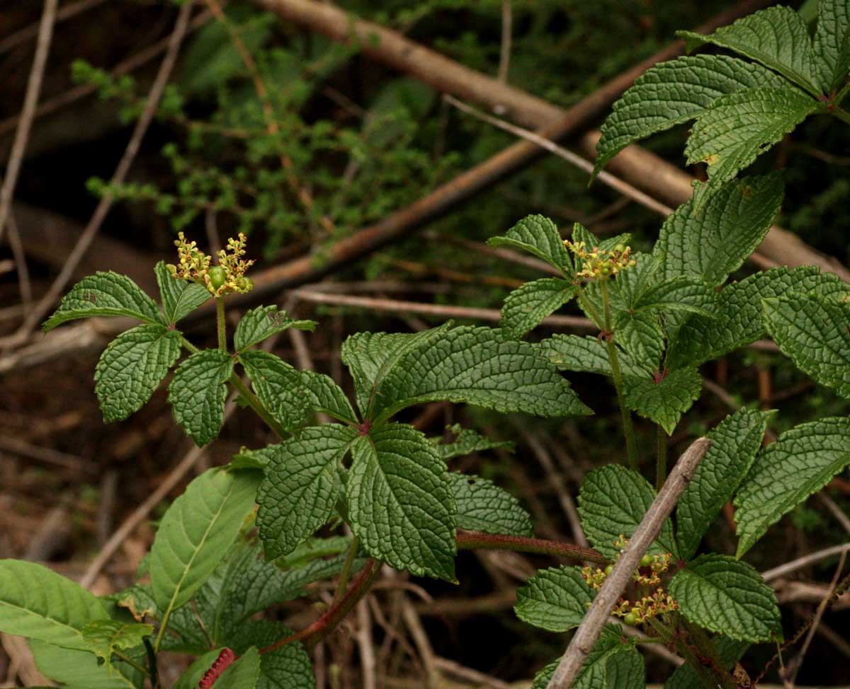 Cyphostemma montanum