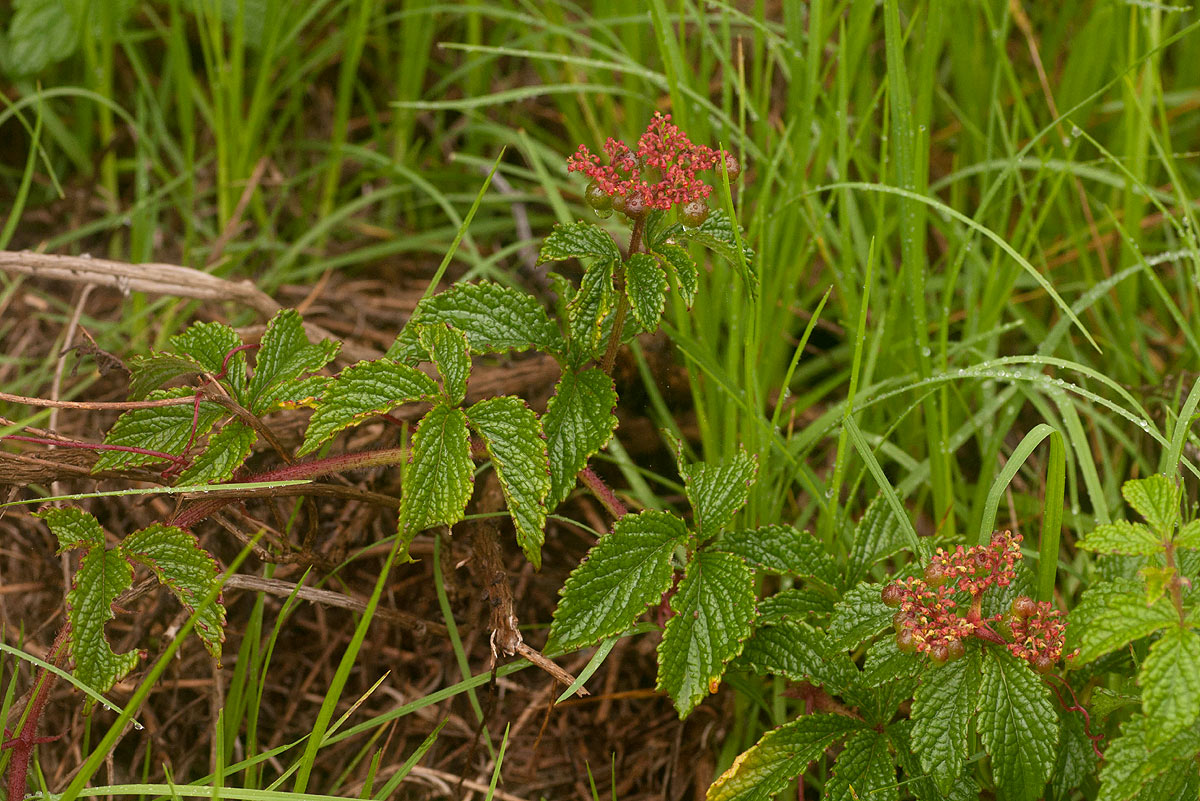 Cyphostemma montanum