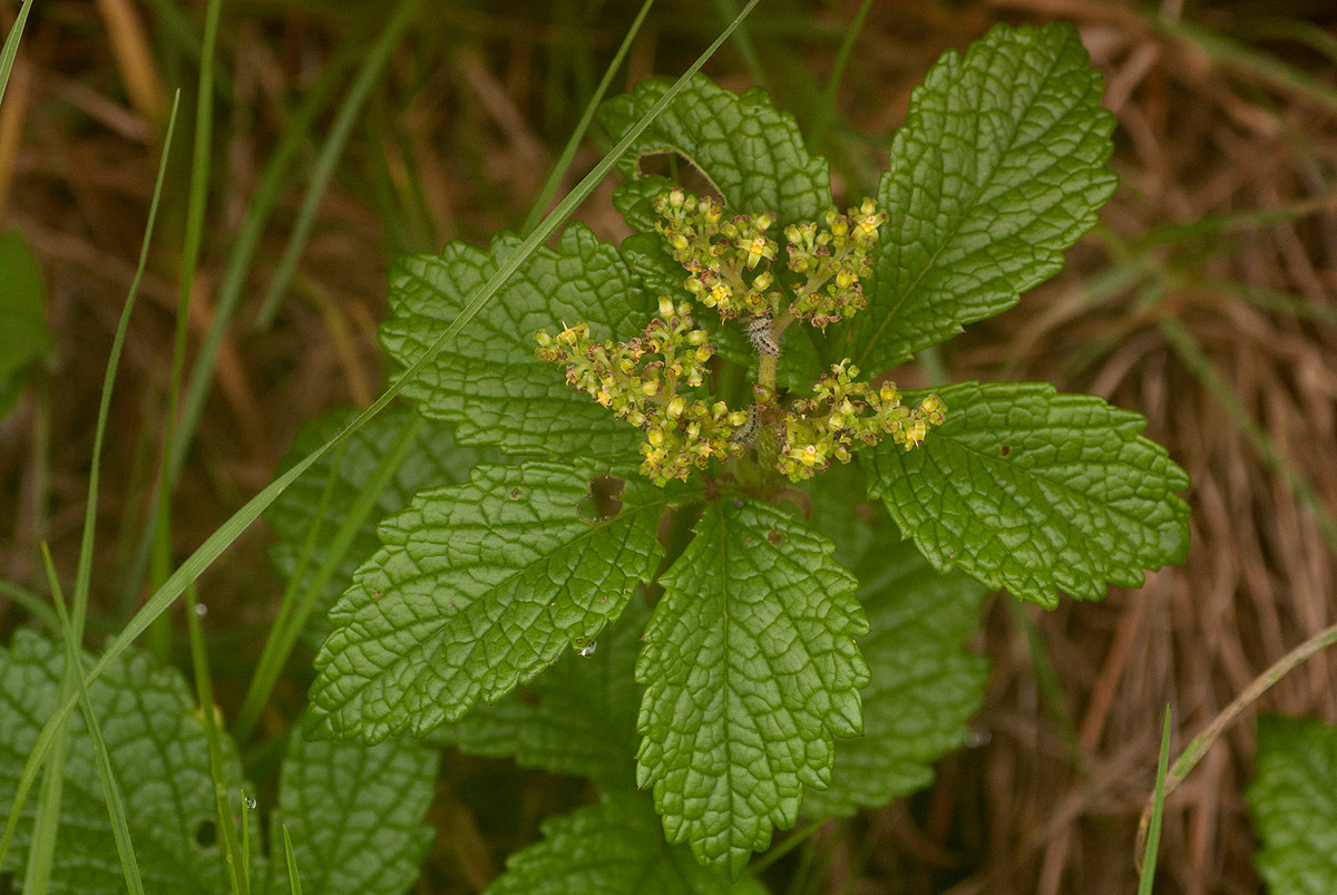 Cyphostemma montanum