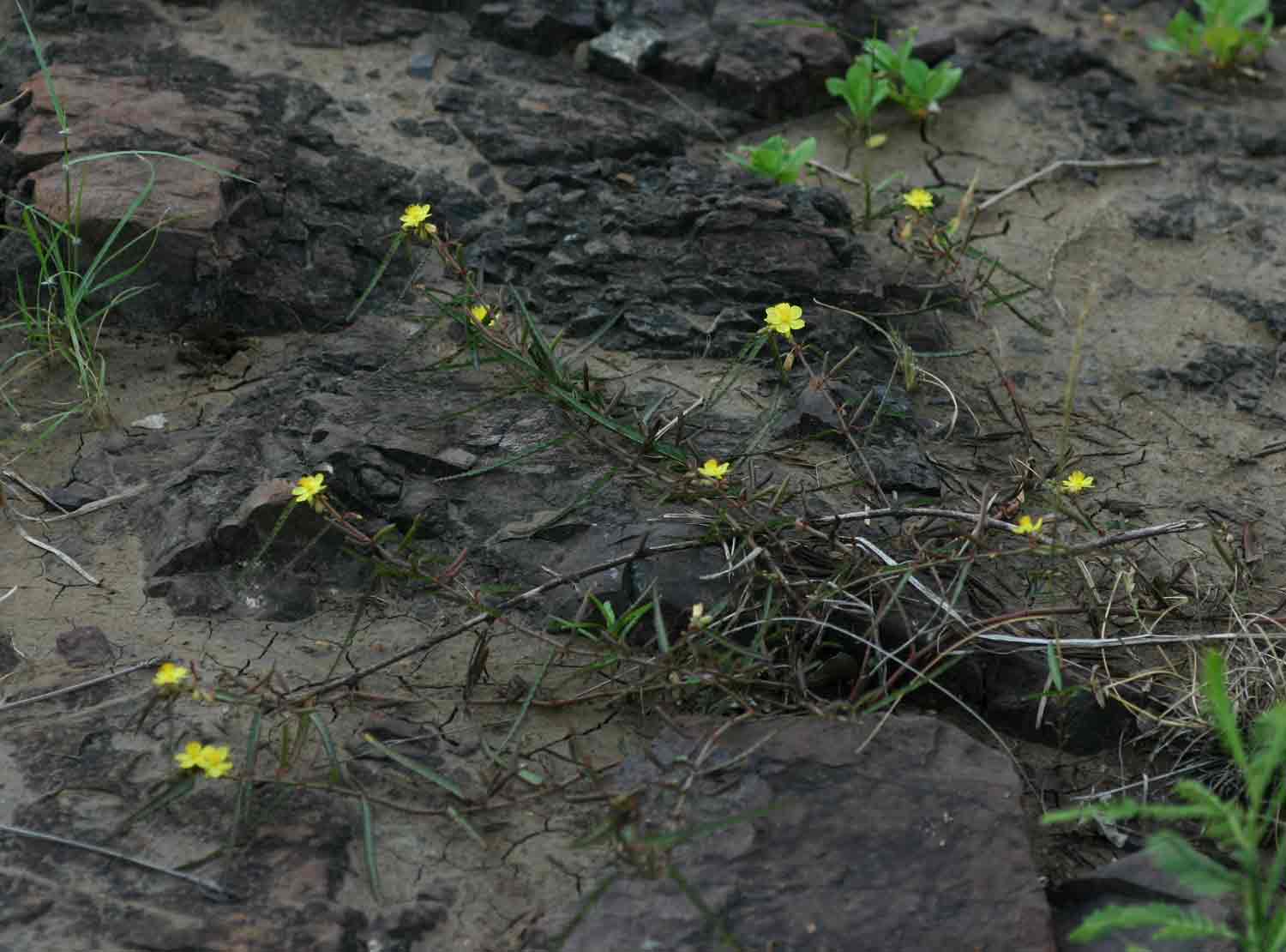 Corchorus asplenifolius