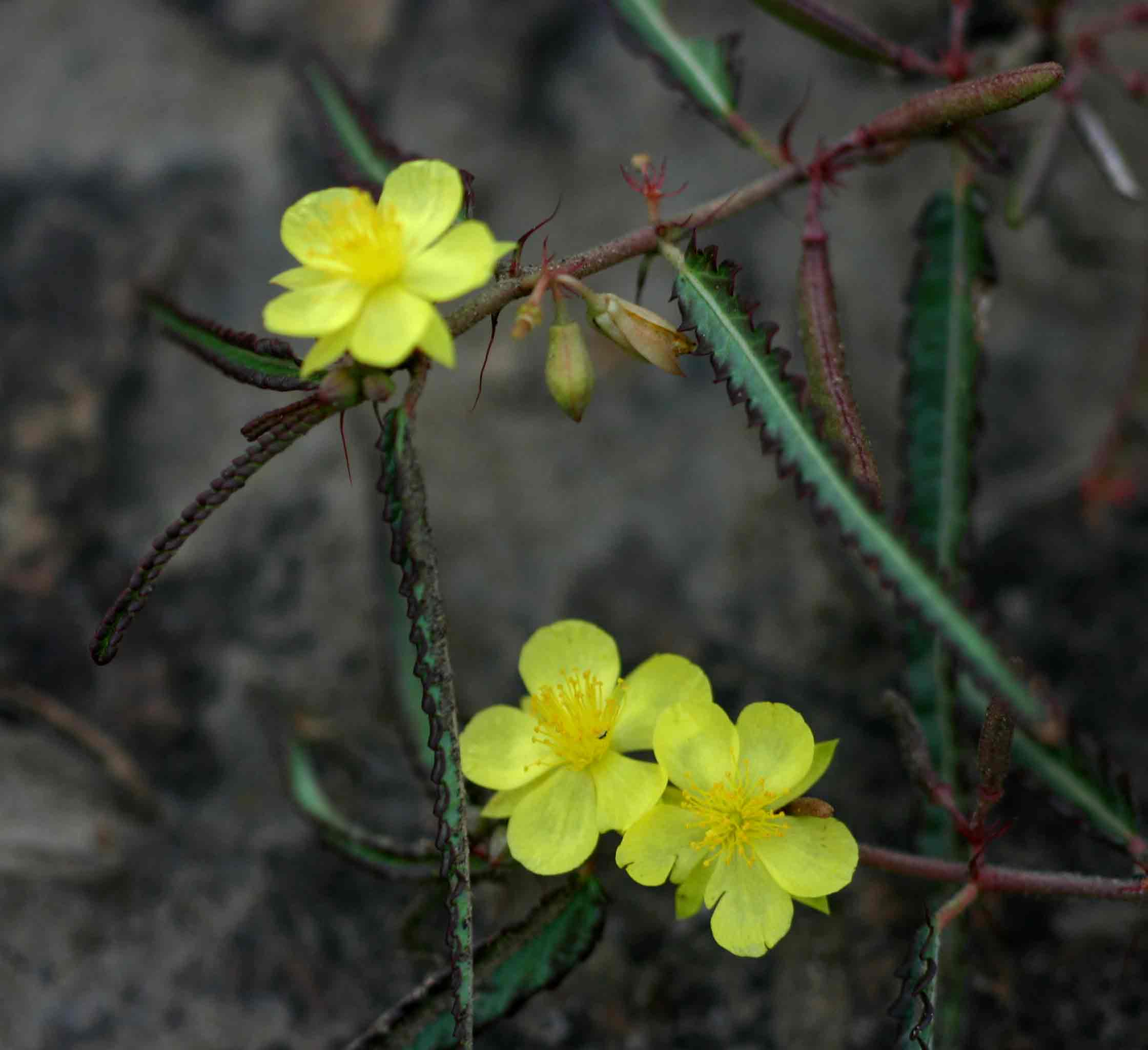 Corchorus asplenifolius