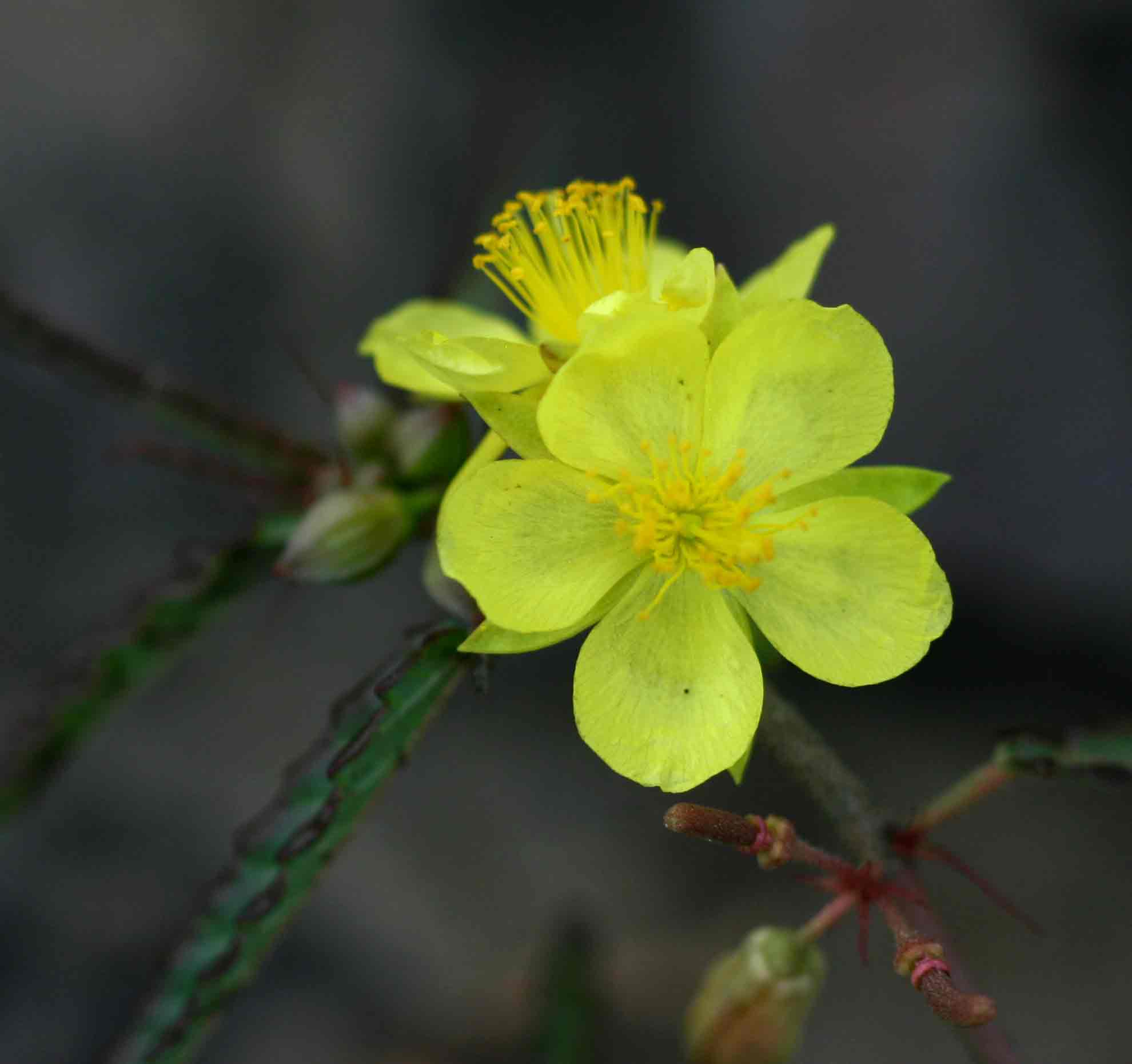 Corchorus asplenifolius