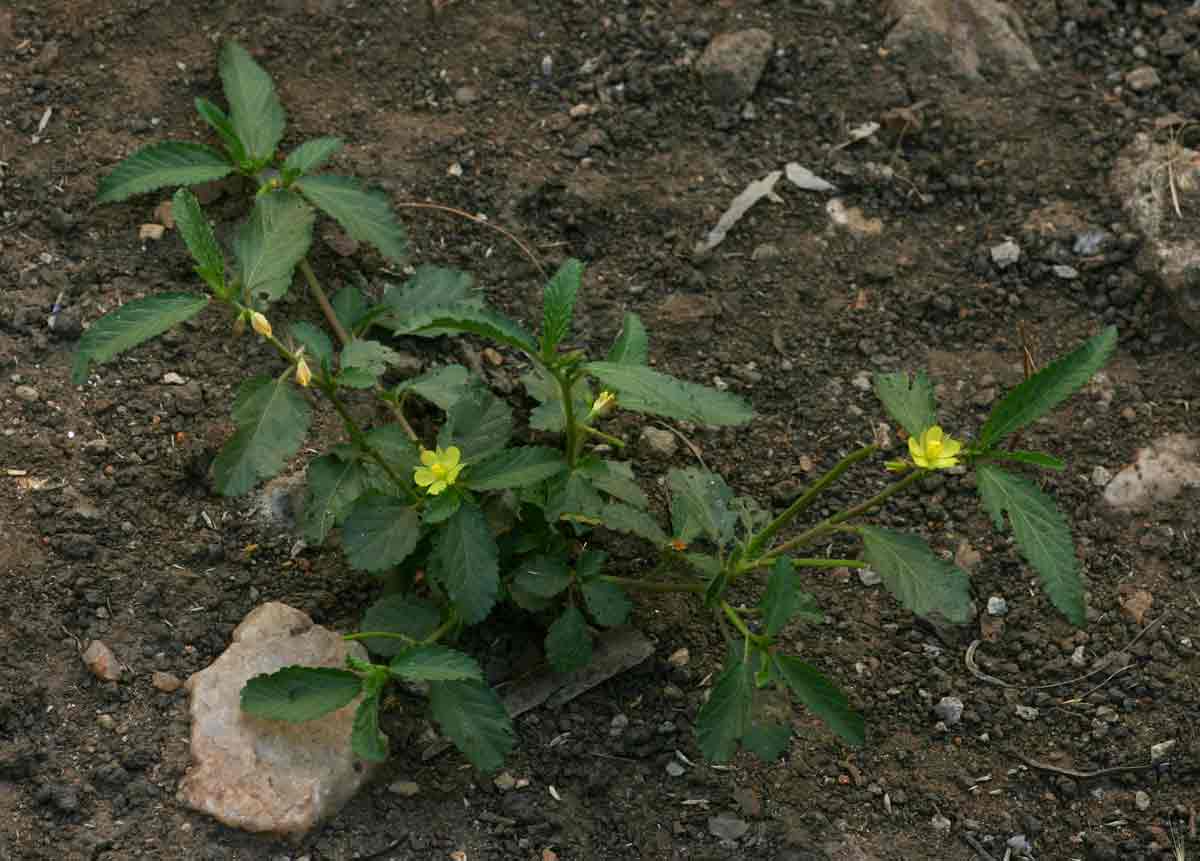 Corchorus schimperi